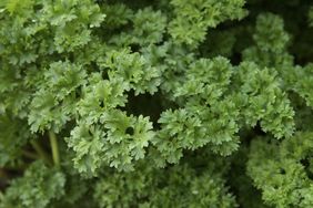 Close up of parsley leaf