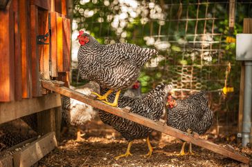 hens walking into backyard chicken coop