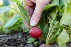 picking radish from vegetable garden