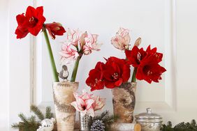 Several Amaryllis on a fireplace mantle