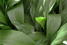 Aspidistra elatior green plant