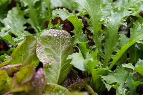 Macro of assorted lettuce and leafy greens