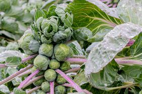 Brussels sprouts plant before harvest