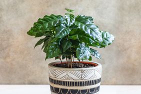 indoor coffee plant growing in pot
