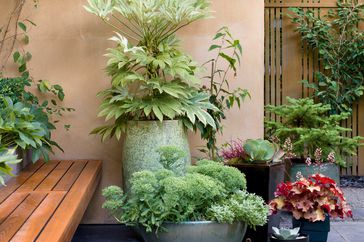 Grouping of planters for container garden against tan wall