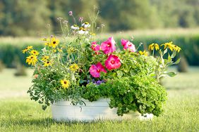 container plants for pollinators in garden