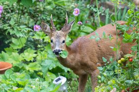 deer eating plants in garden 