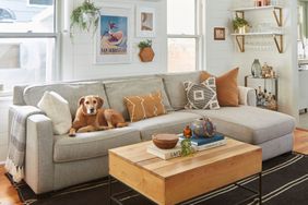 dog on living room couch