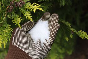 person with gardening glove holding a handful of Epsom salt