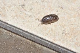 pill bug in home