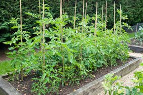 tomato plants in raised garden bed