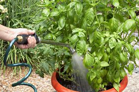 using hose attachment to water basil plant in container 