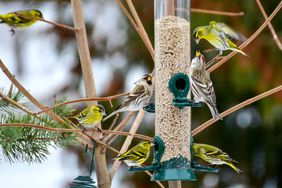 Green siskin and common redpoll on bird feeder with sunflower seed