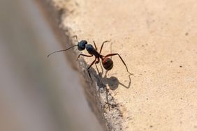 Carpenter ant 