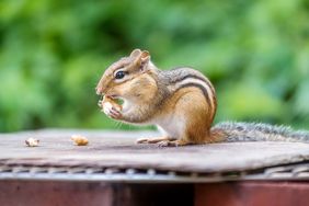 chipmunk eating in backyard 