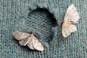 hole in sweater eaten by moths