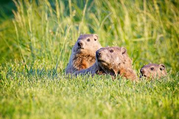 groundhogs in grass