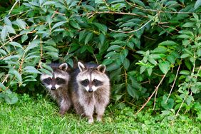 raccoons in backyard 