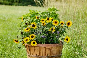 sunflowers growing in container 