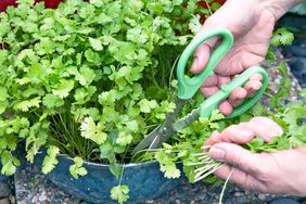 harvesting cilantro with clippers