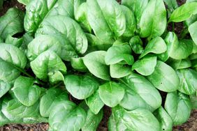 spinach 'Summer Perfection' growing in garden