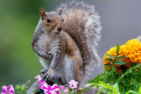 squirrel in potted plants