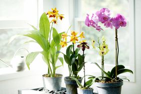 different types of orchids in sunny window