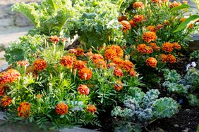 marigolds planted with kale in garden 