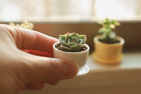 person holding mini succulent pot