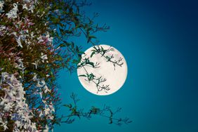 Full moon as seen through jasmine plant 