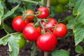 Ripe tomatoes growing on a vine in a vegetable garden