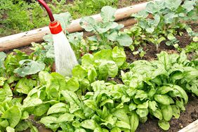 watering spinach plants in vegetable garden 