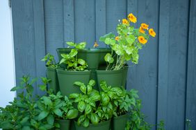 green stackable planter with nasturtiums, basil, mint and other herbs