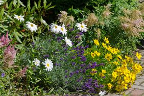 tea garden with chamomile, lavender