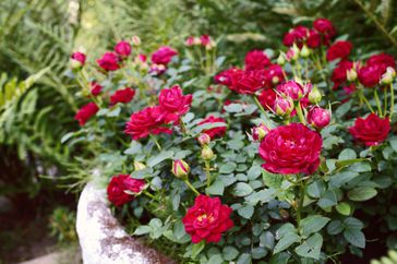 red roses in a growing in a concrete container 