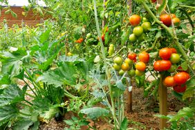 tomato plants in vegetable garden