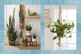 Room with snake plants and hanging monstera
