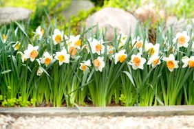 blooming daffodils in garden bed