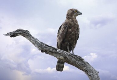 Brown_Snake_Eagle,_Circaetus_cinereus_at_Kruger_National_Park_(12404663613)