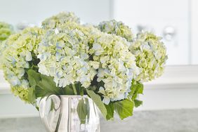 cut white hydrangea flowers in vase