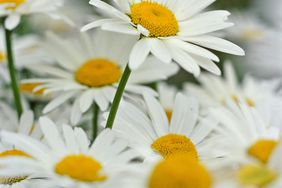 daisy (Leucanthemum)