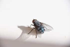 housefly on white surface