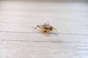 cricket in house on hardwood floor