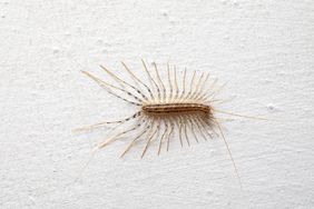 house centipede on white wall