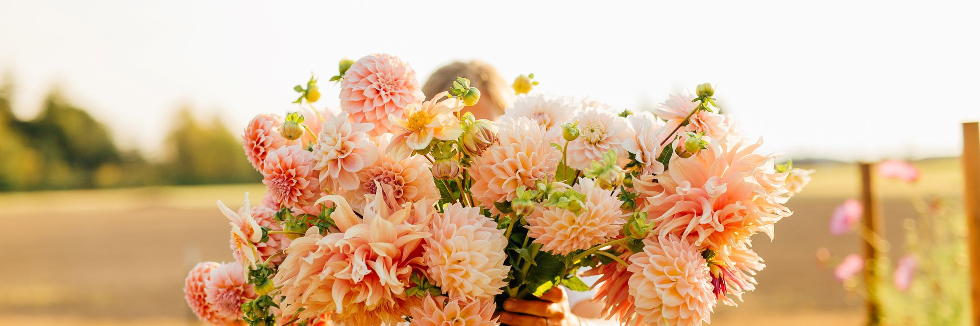 hands holding bouquet of peachy dahlia flowers