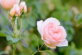 pink roses and rose buds growing from rose bush