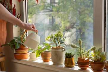 person watering houseplants on window sill