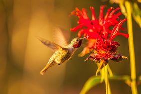 hummingbird feeding from red flower