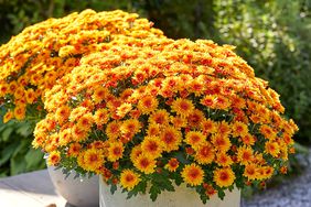 lively bicolor mums in concrete planters