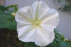 White moonflower with leaves